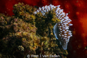 Silver Nudibranch unique to South African waters. I love ... by Peet J Van Eeden 